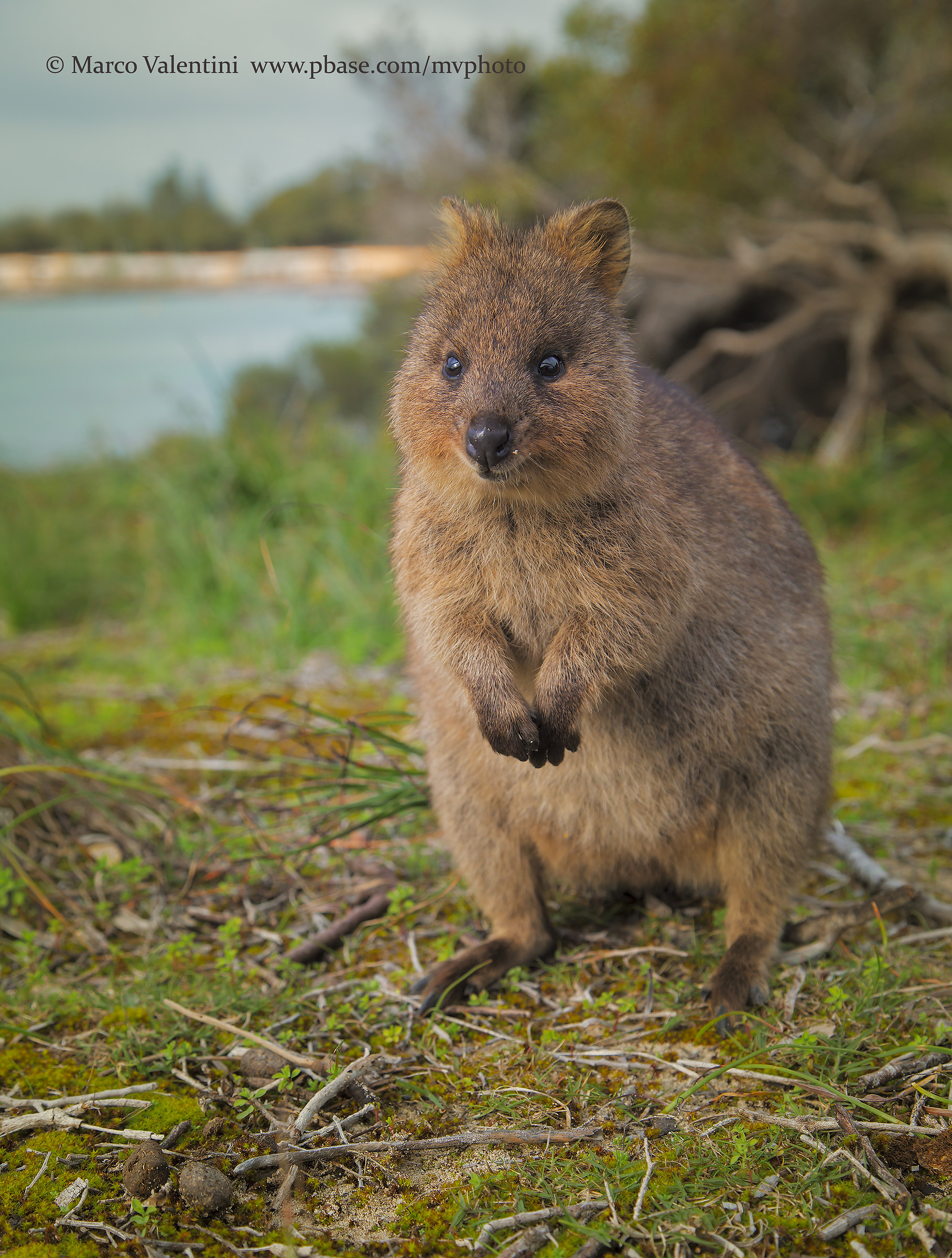 Quokka