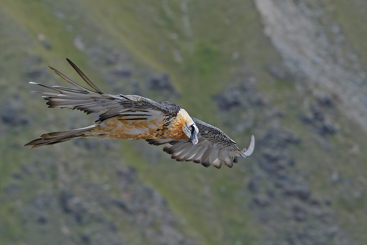 Bearded Vulture