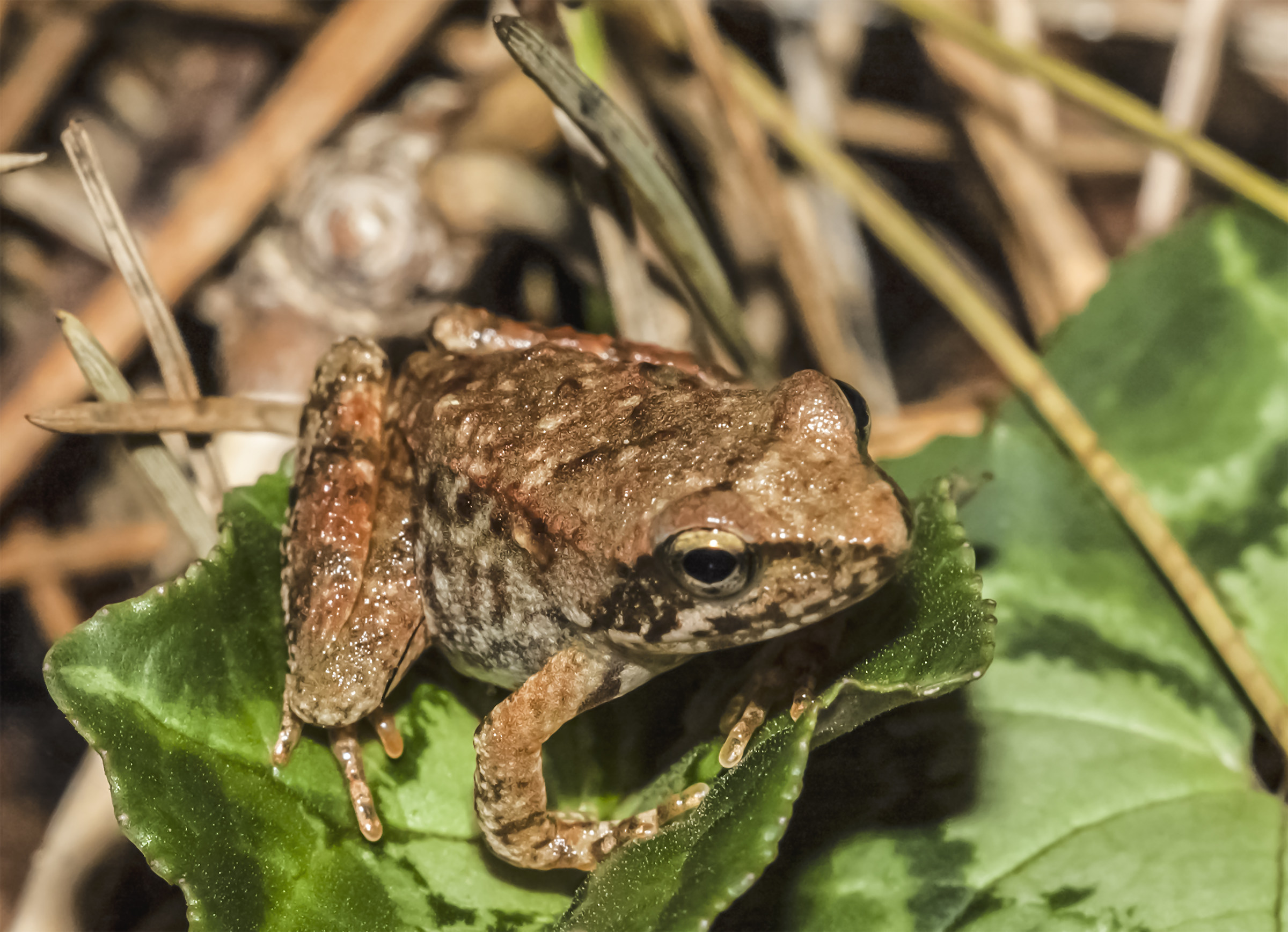 Small frog