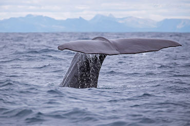 Physeter macrocephalus