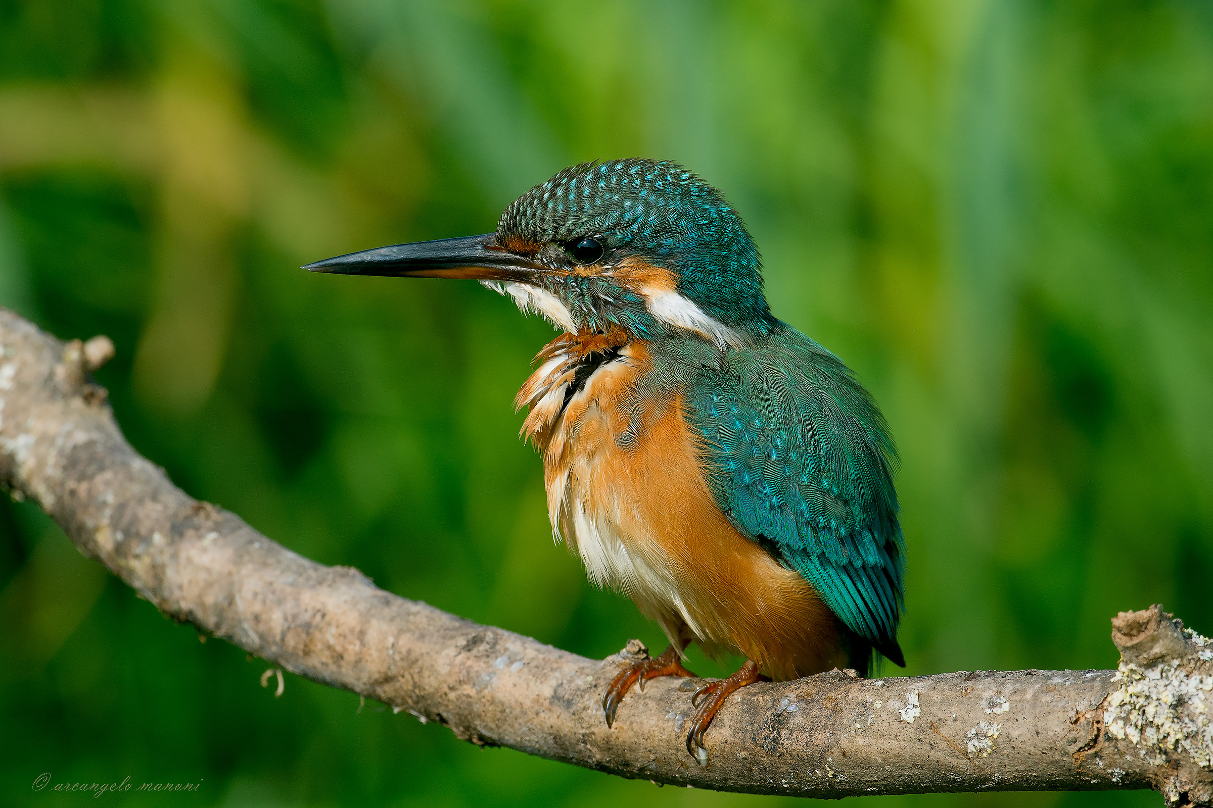 A 2.90 mt dal martino col nuovo macro