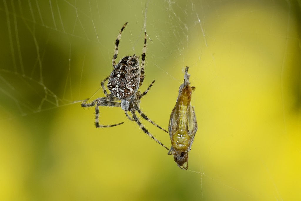 Ragno con preda