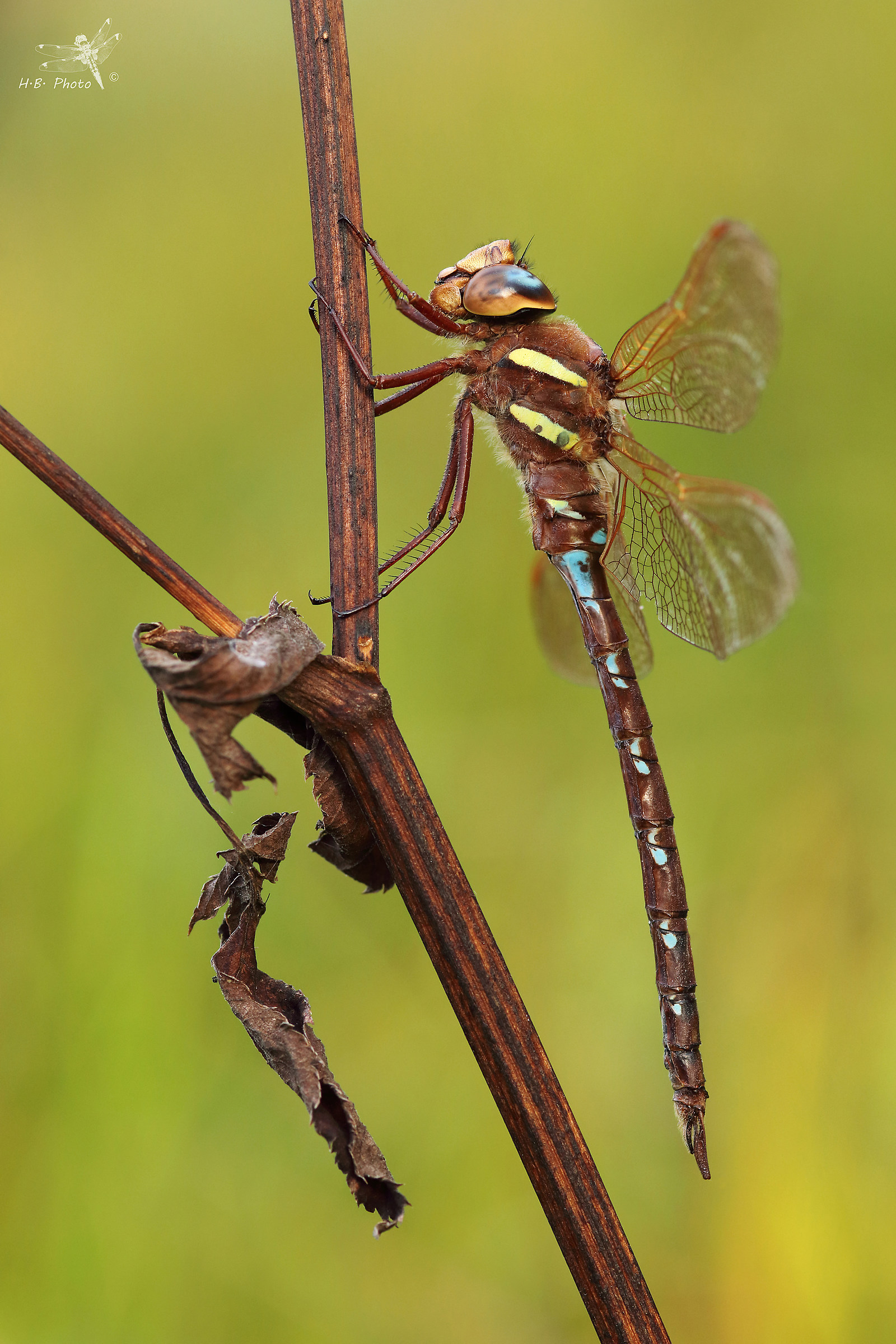 Aeshna grandis, maschio