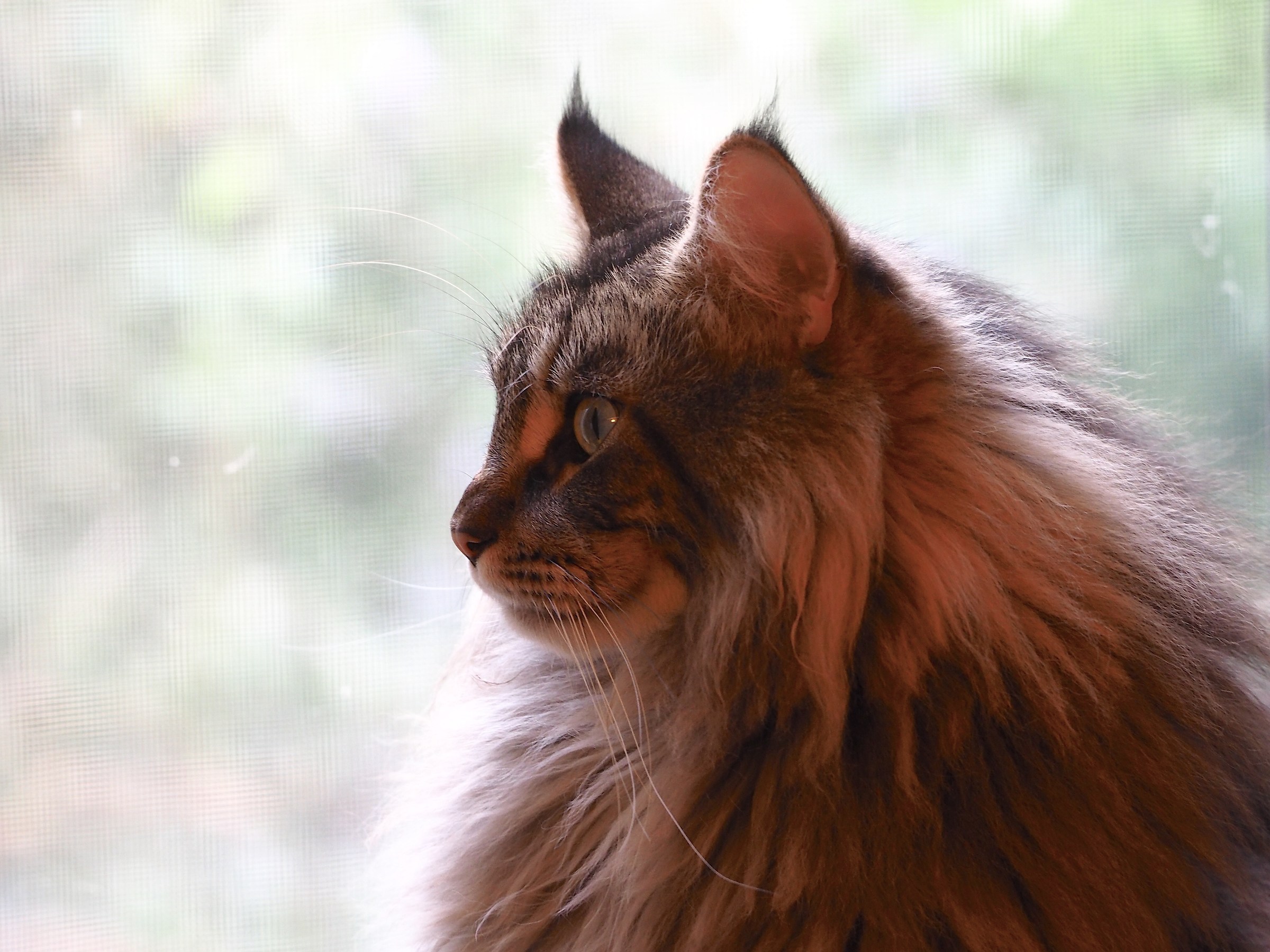 The profile of Balu '