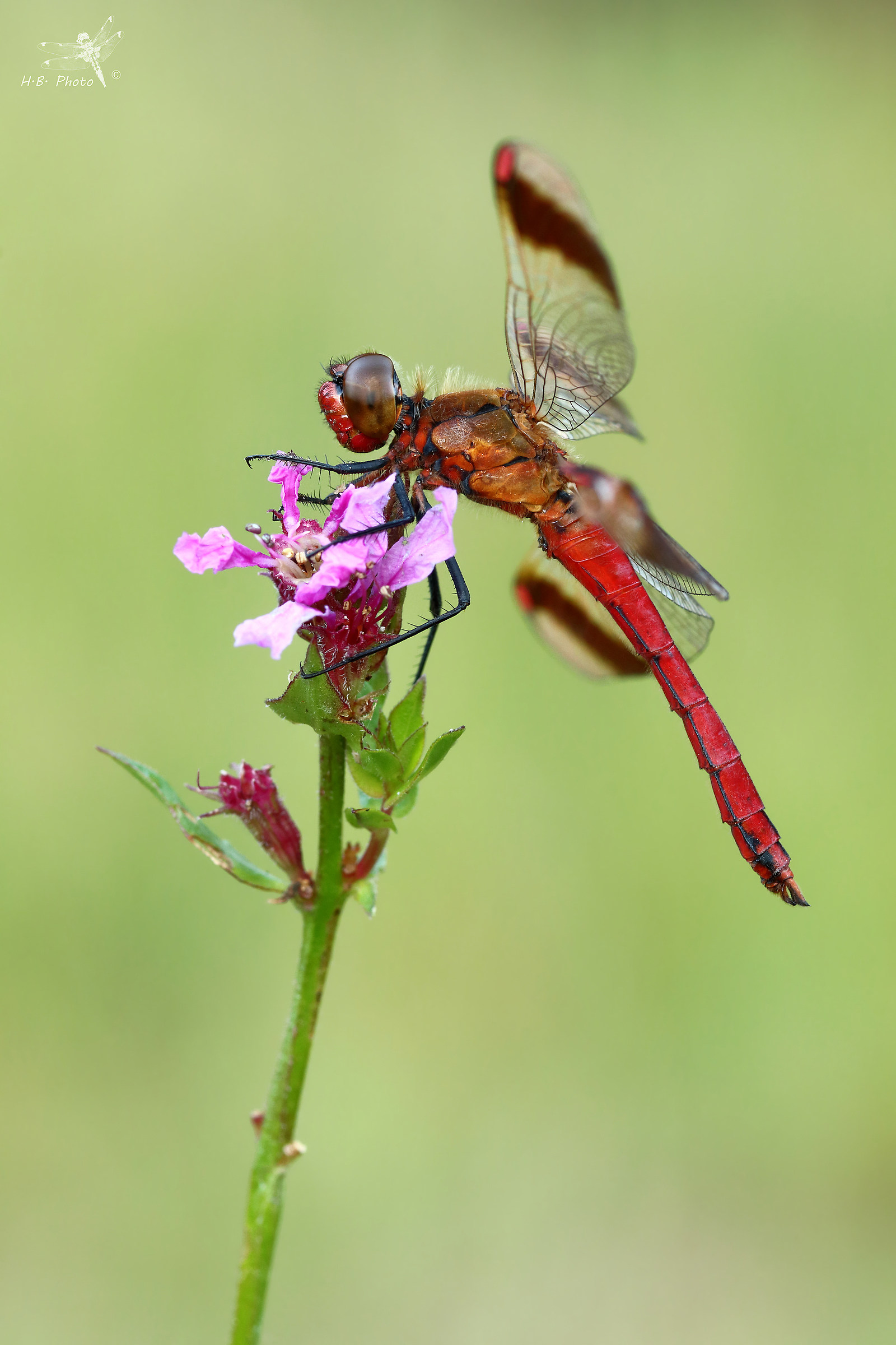 Sympetrum pedemontanum, maschio