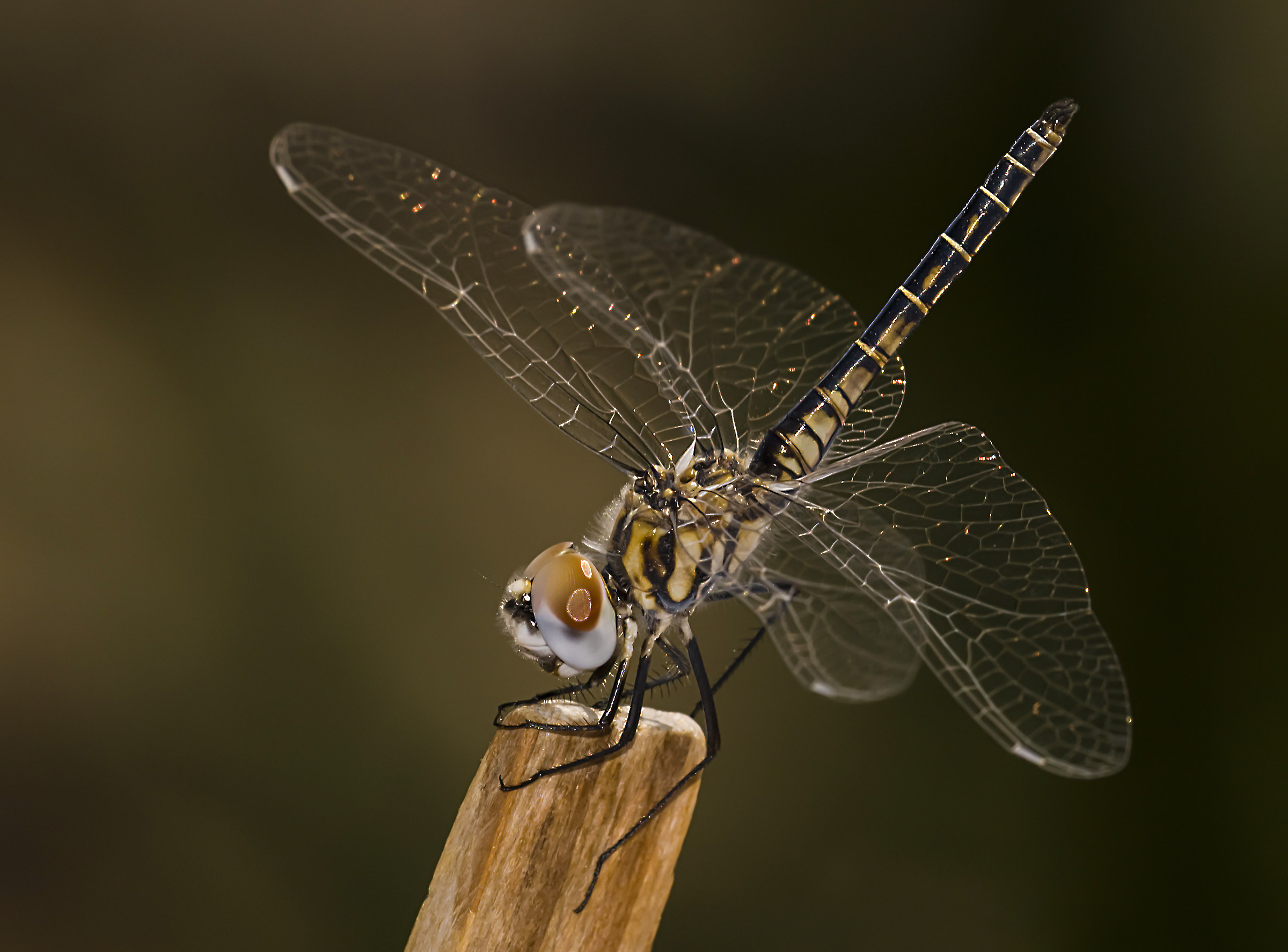 Dragonfly