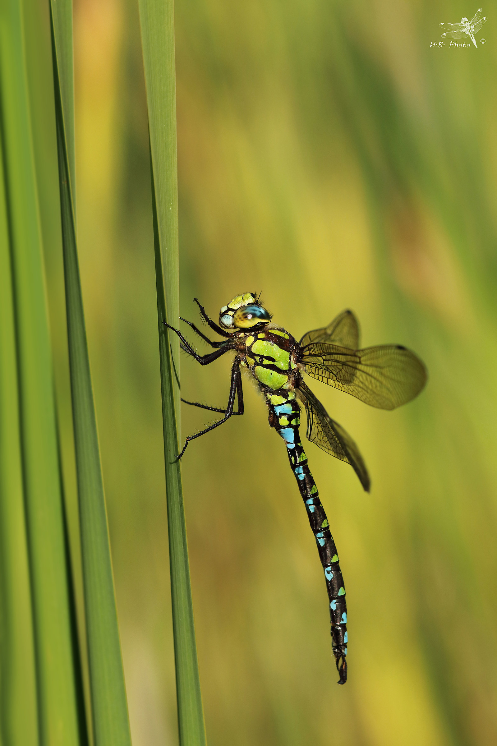 Aeshna cyanea, maschio