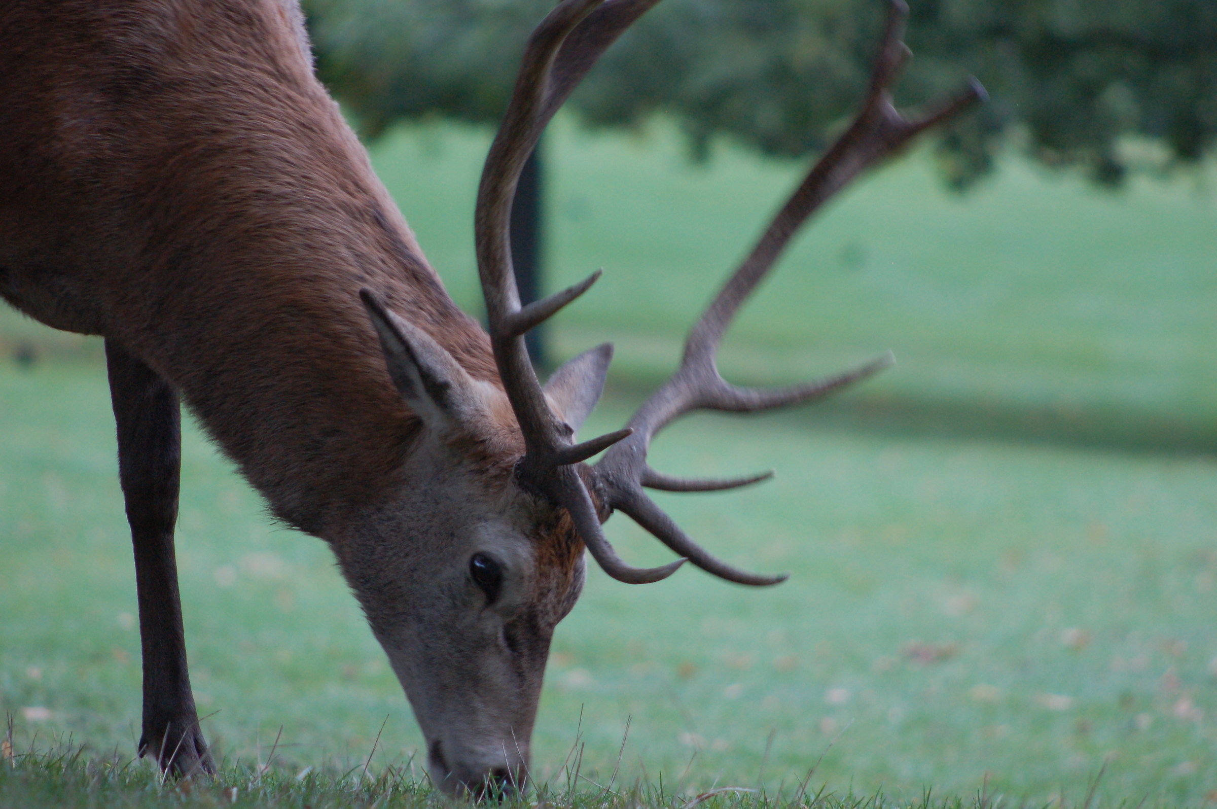 Wollaton Park, Nottingham