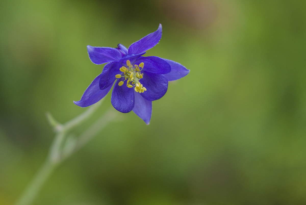 Aquilegia montana