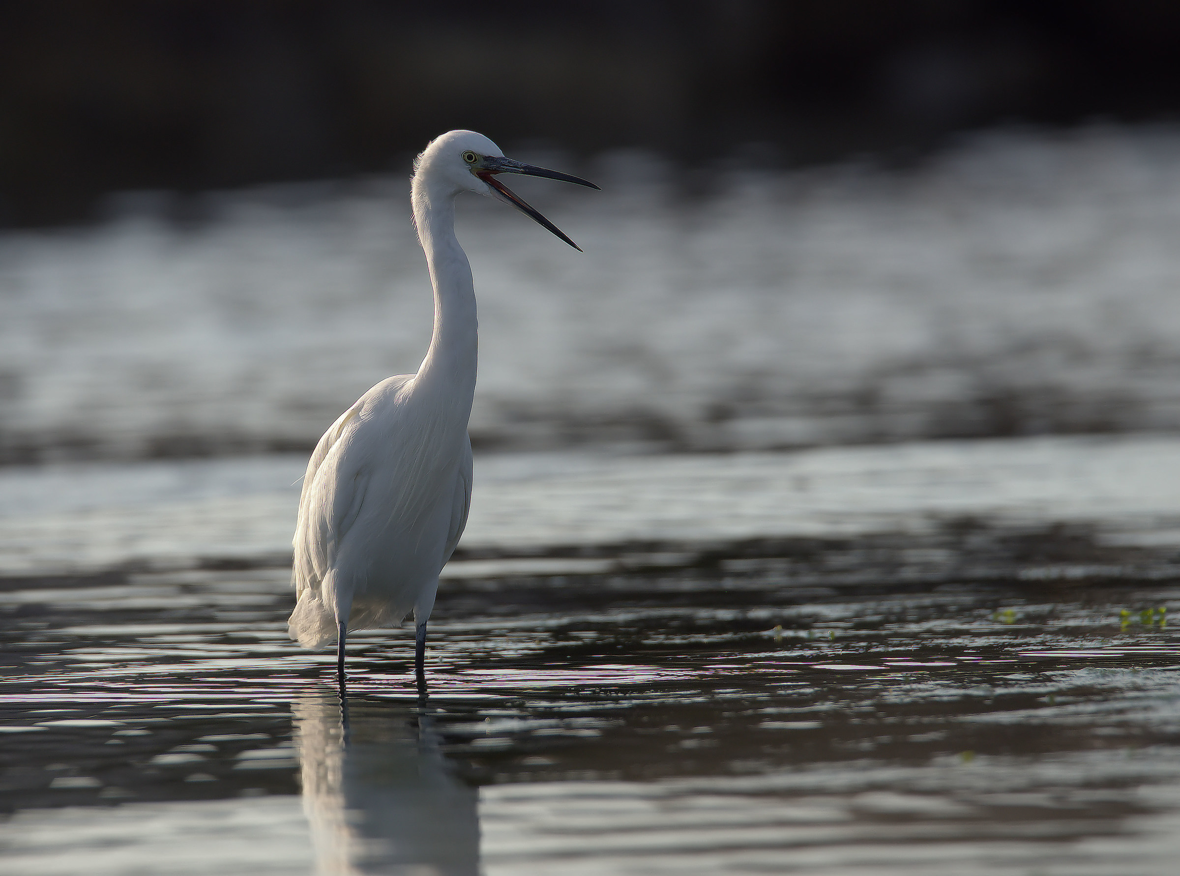 Egret