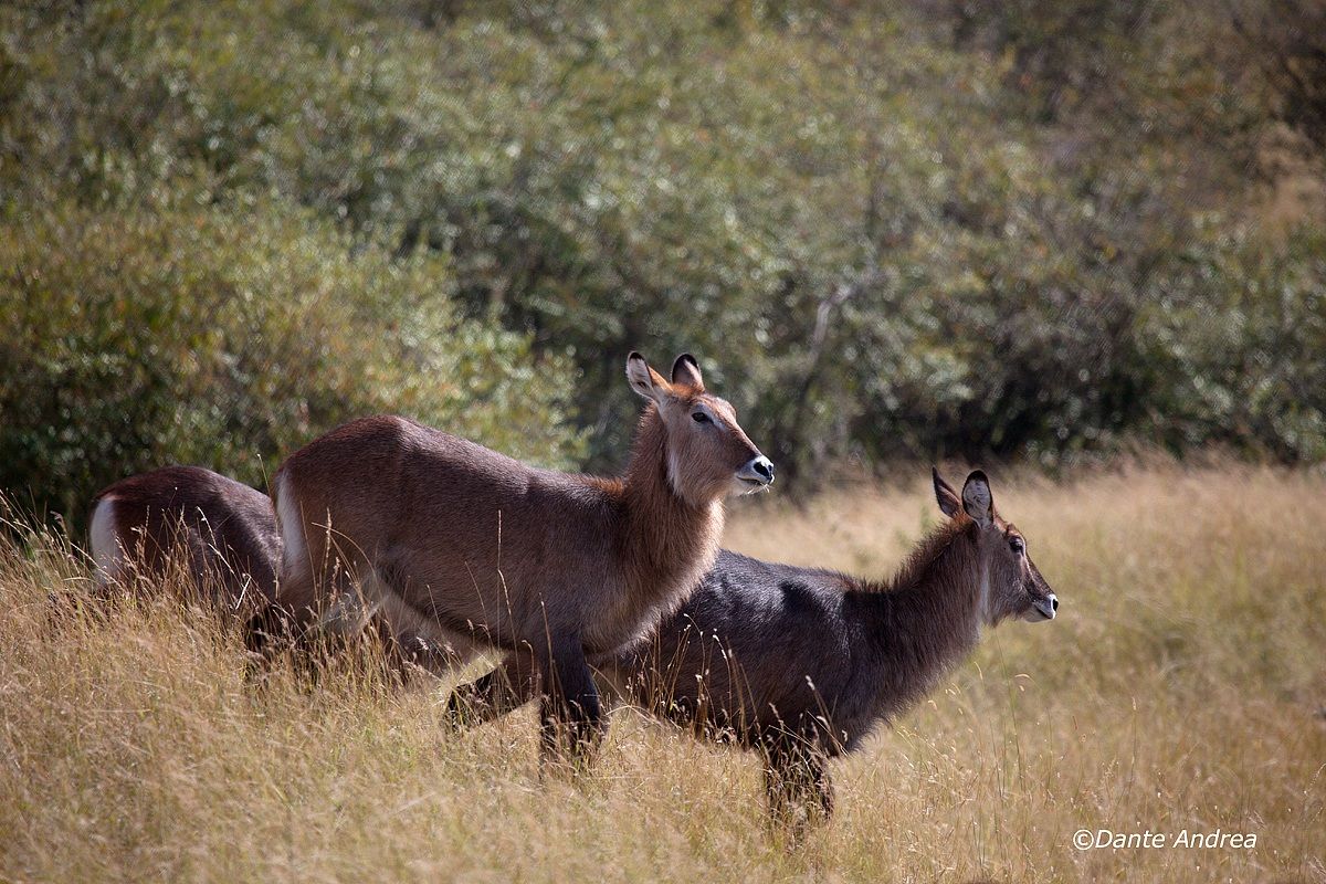 Waterbuck