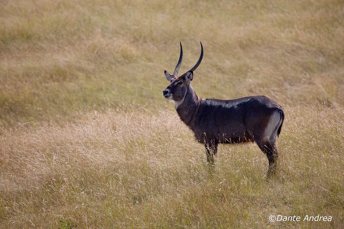 Maschio di antilope d'acqua