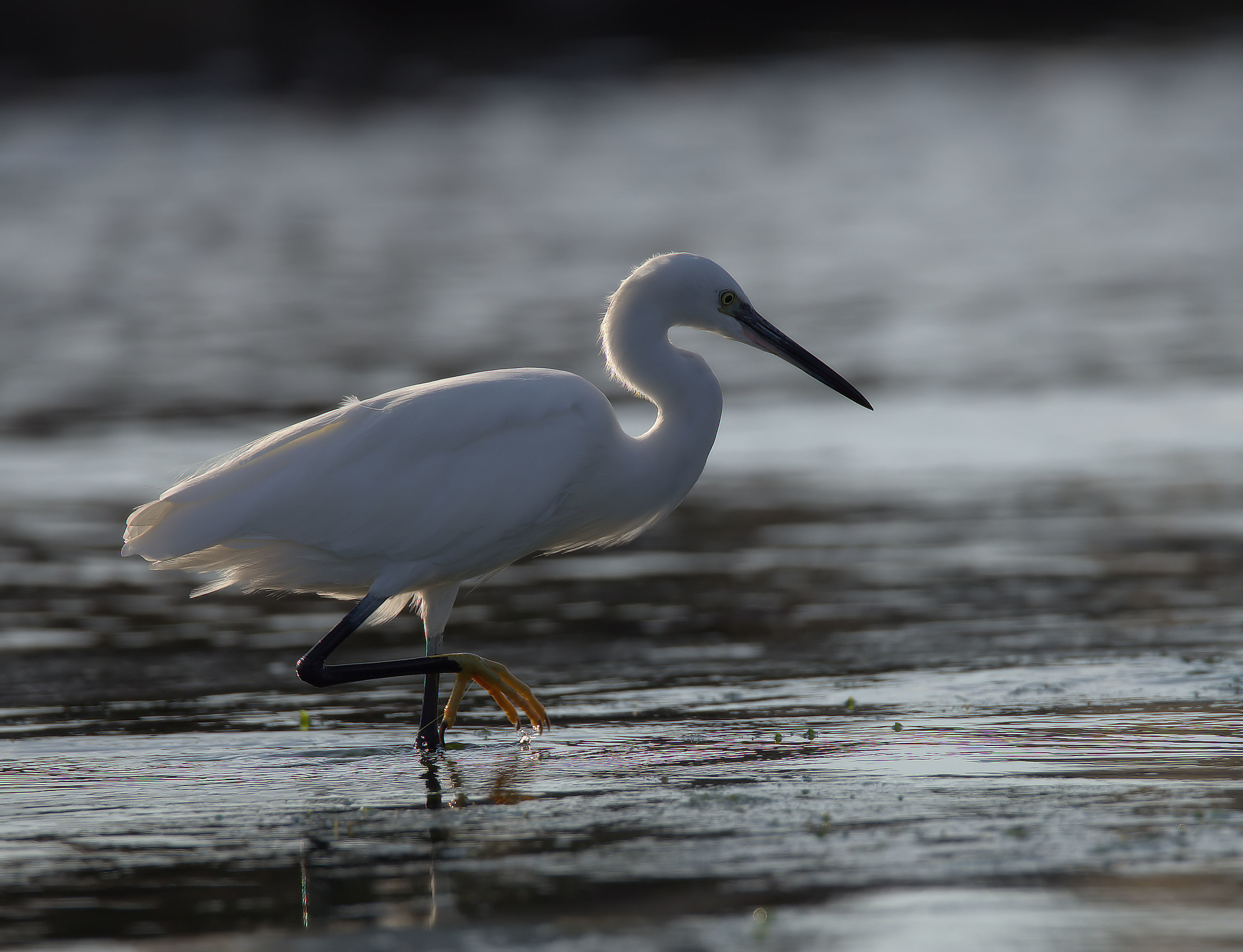 Egret