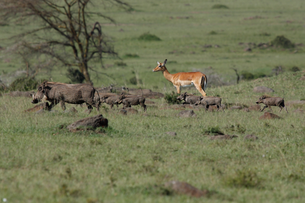 Famiglia di facoceri