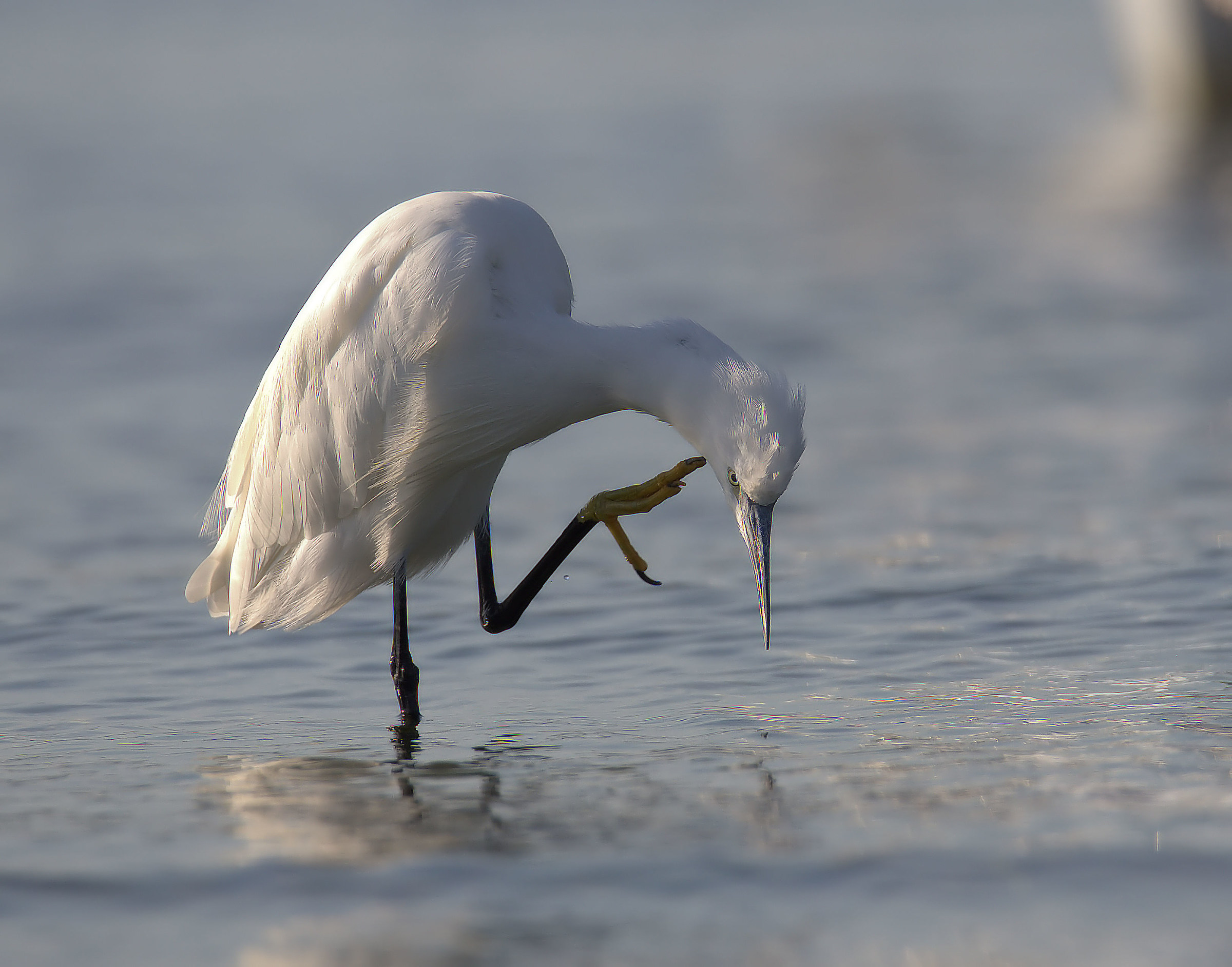 Egret