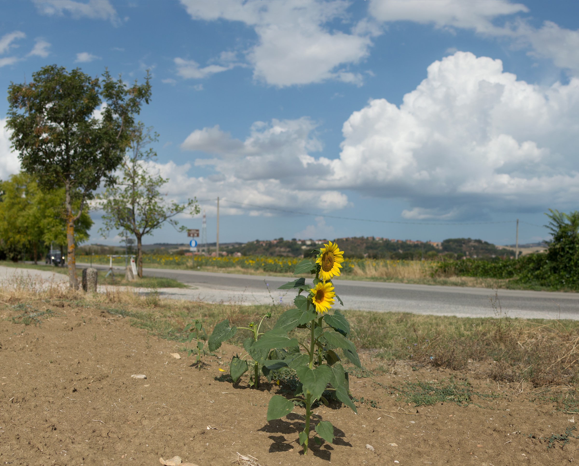 Girasole in cerca di famiglia