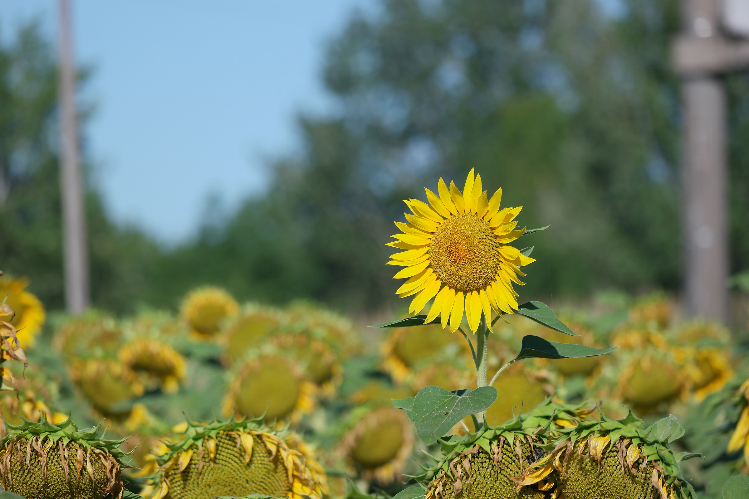 il bulletto di quartiere