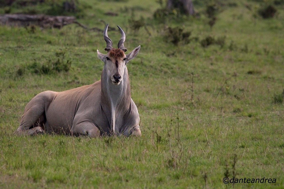 Eland