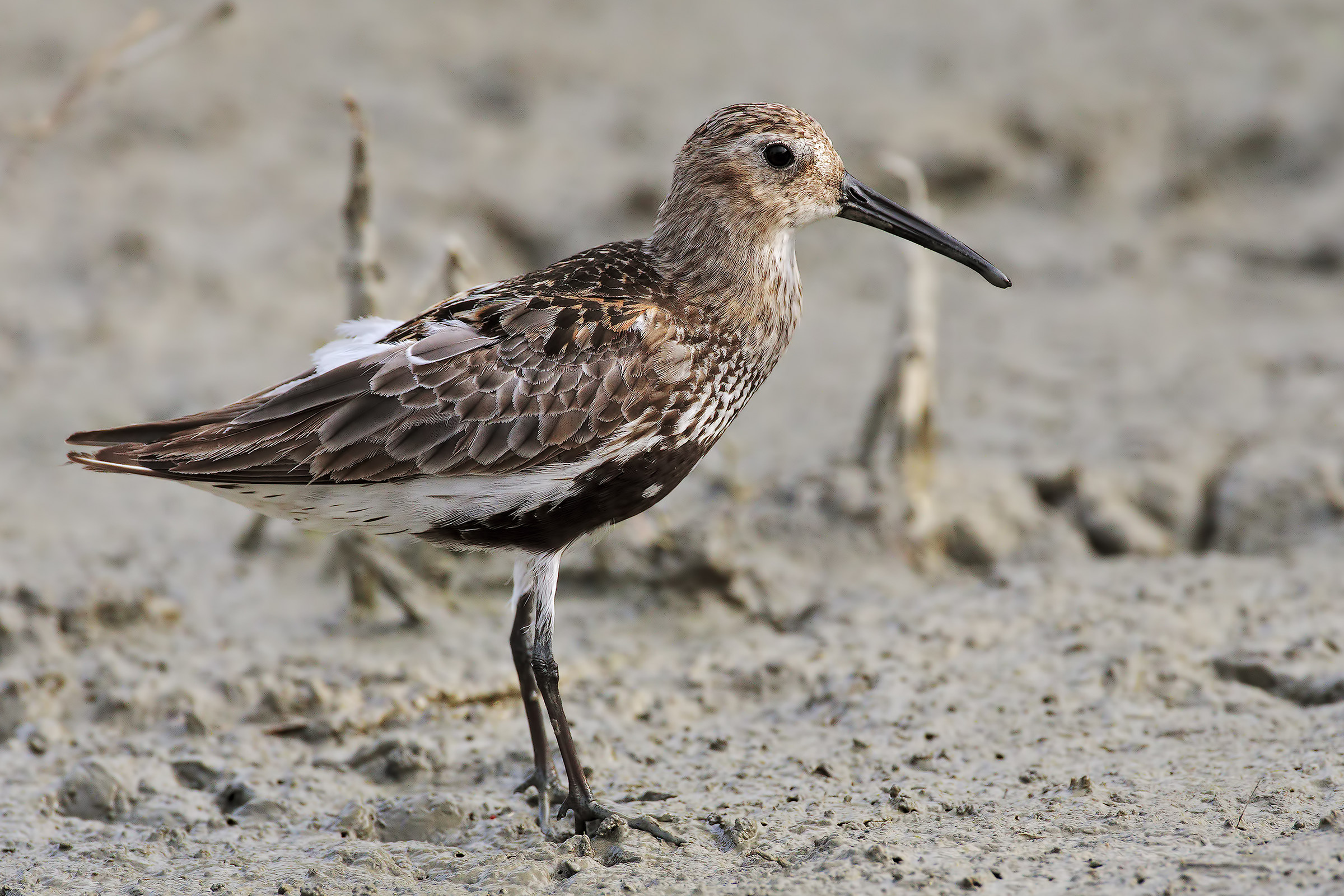 Teddy bear (in dress)