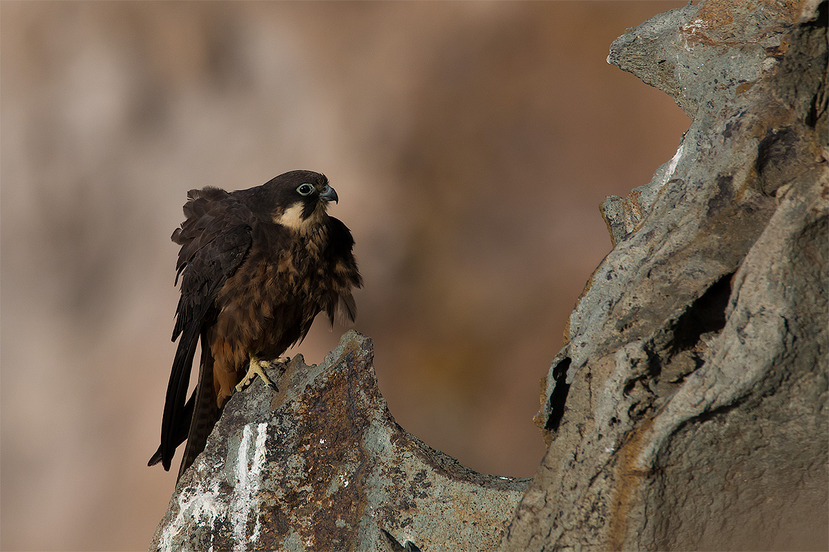 Queen Falcon / Eleonora's Falcon (Falco Eleonorae)