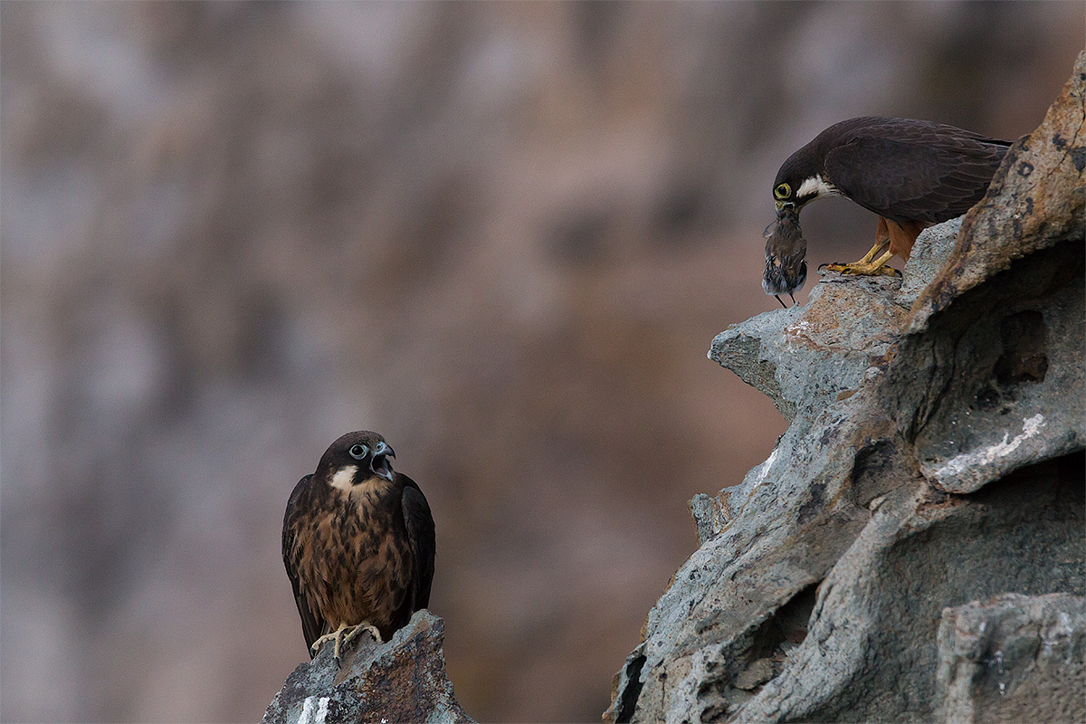 Queen Falcon / Eleonora's Falcon (Falco Eleonorae)