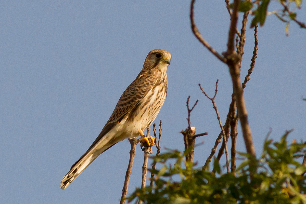 Kestrel