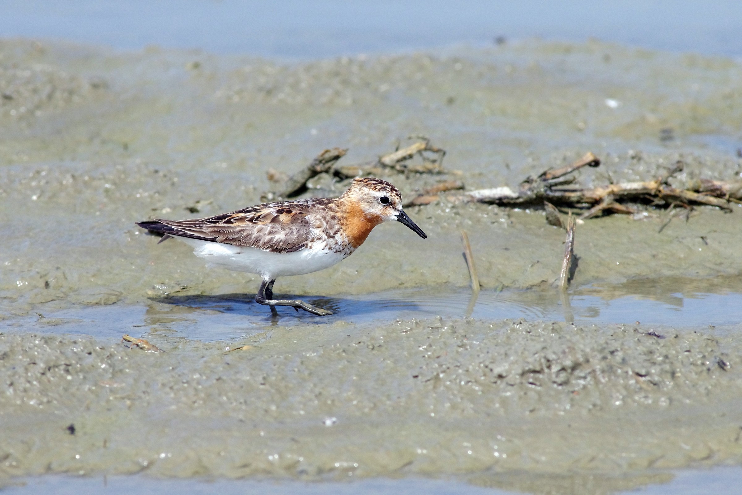 Stint rosso con collo