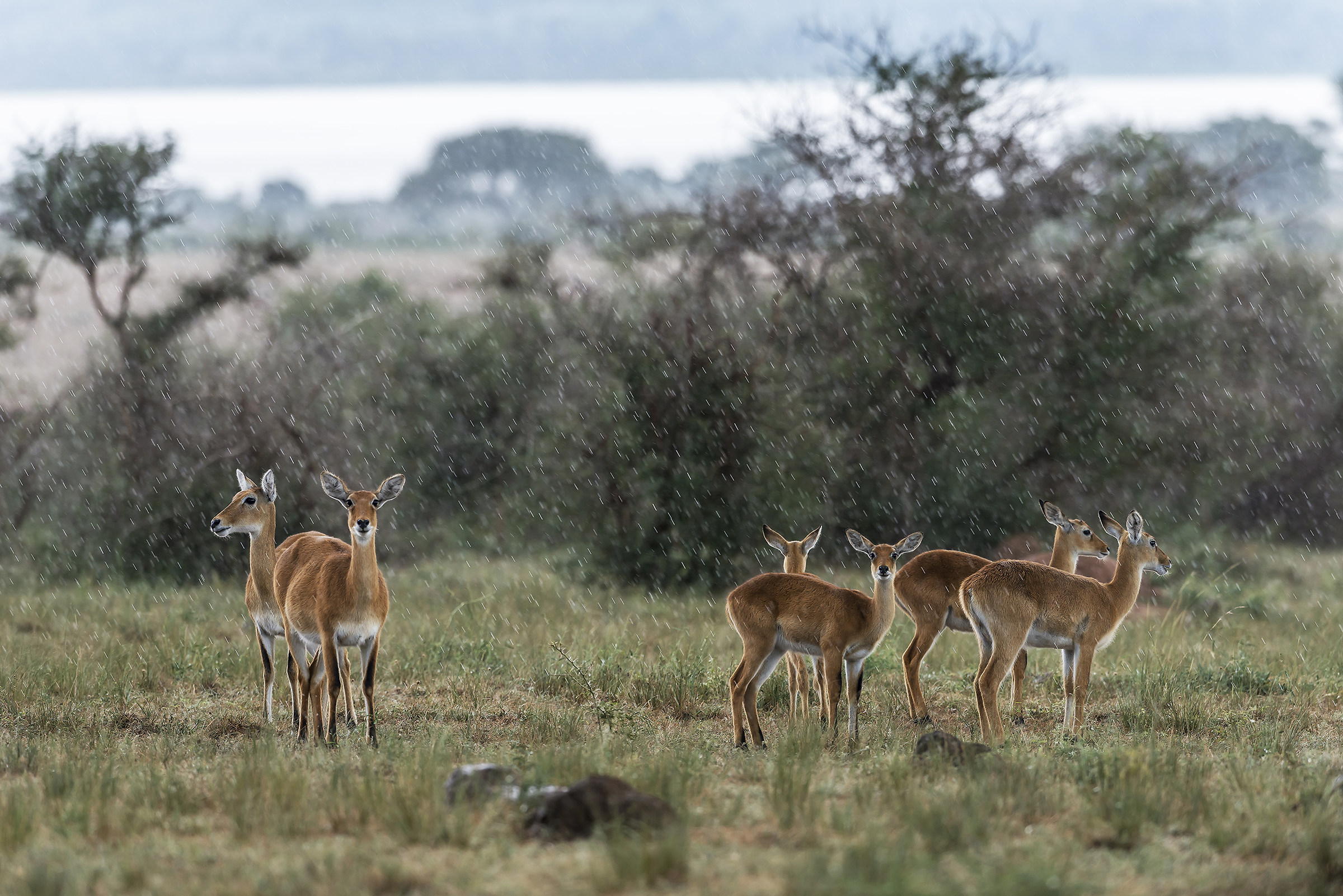 Uganda kobs (endemic antelope)