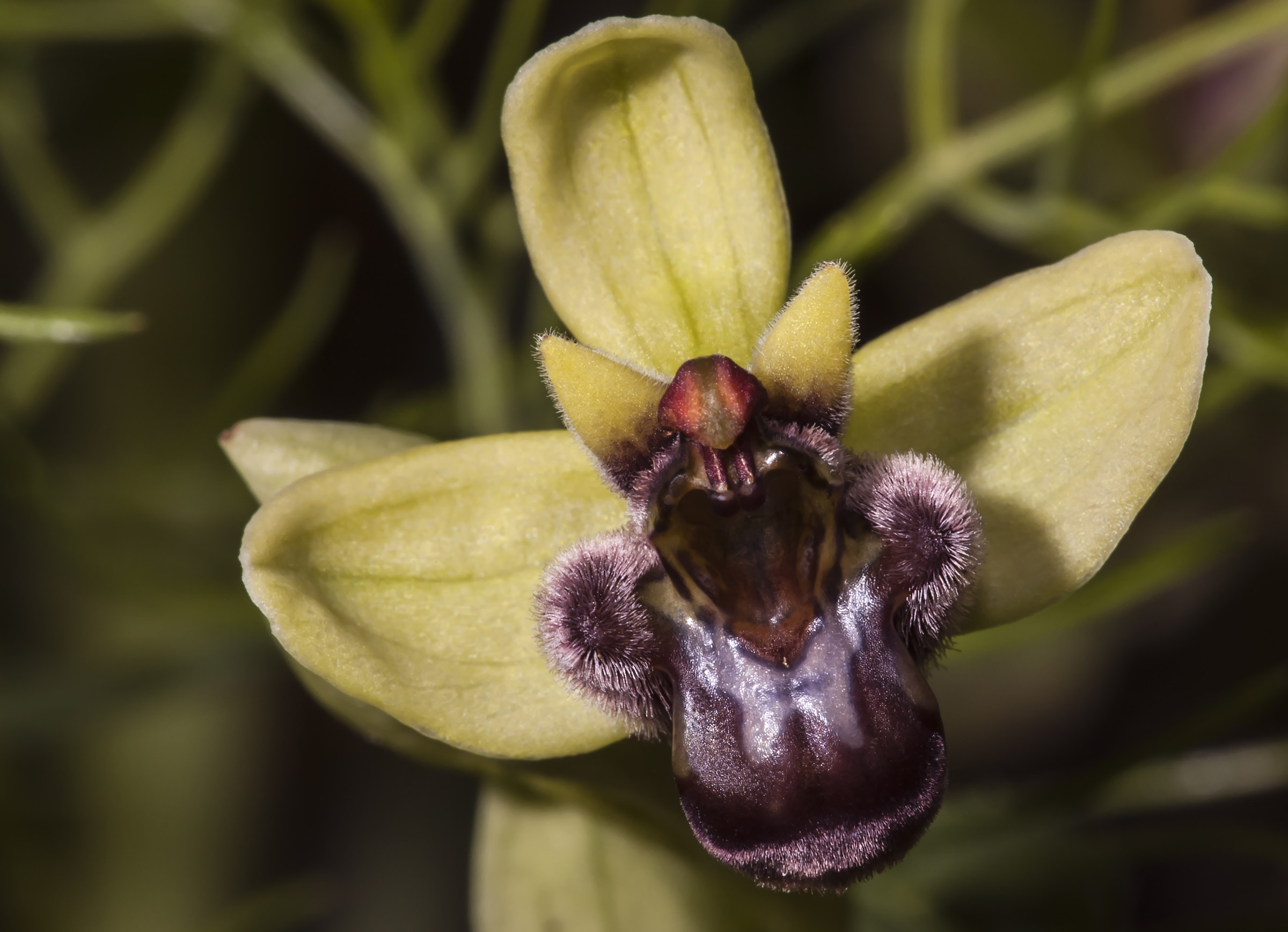Ophrys bombyliflora