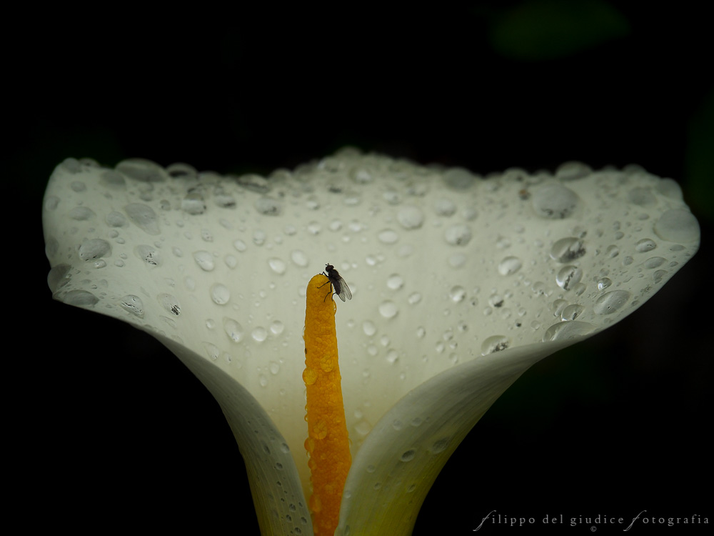 In the middle of the stage