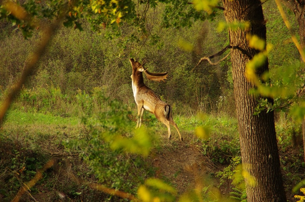 Adult male deer