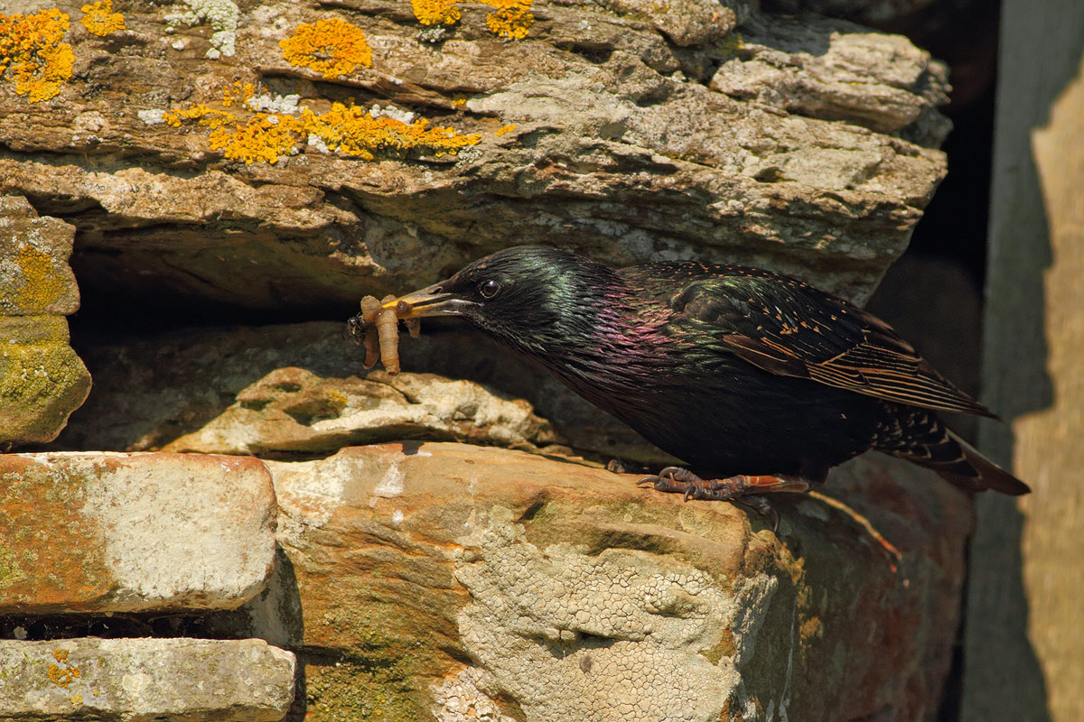 Reversal of the nest