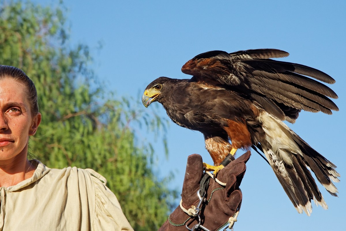Falcone e falconiera