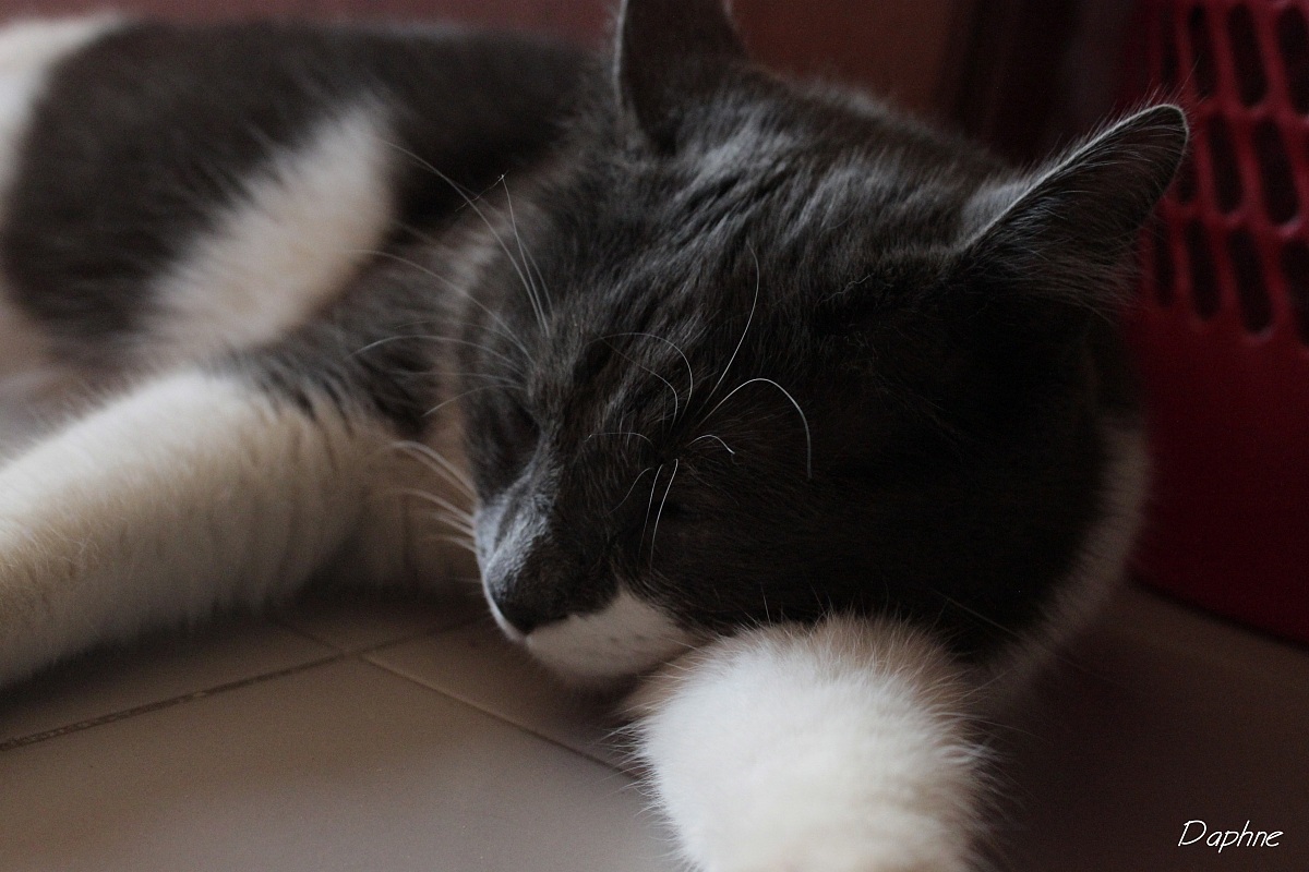 non disturbar il gatto che dorme