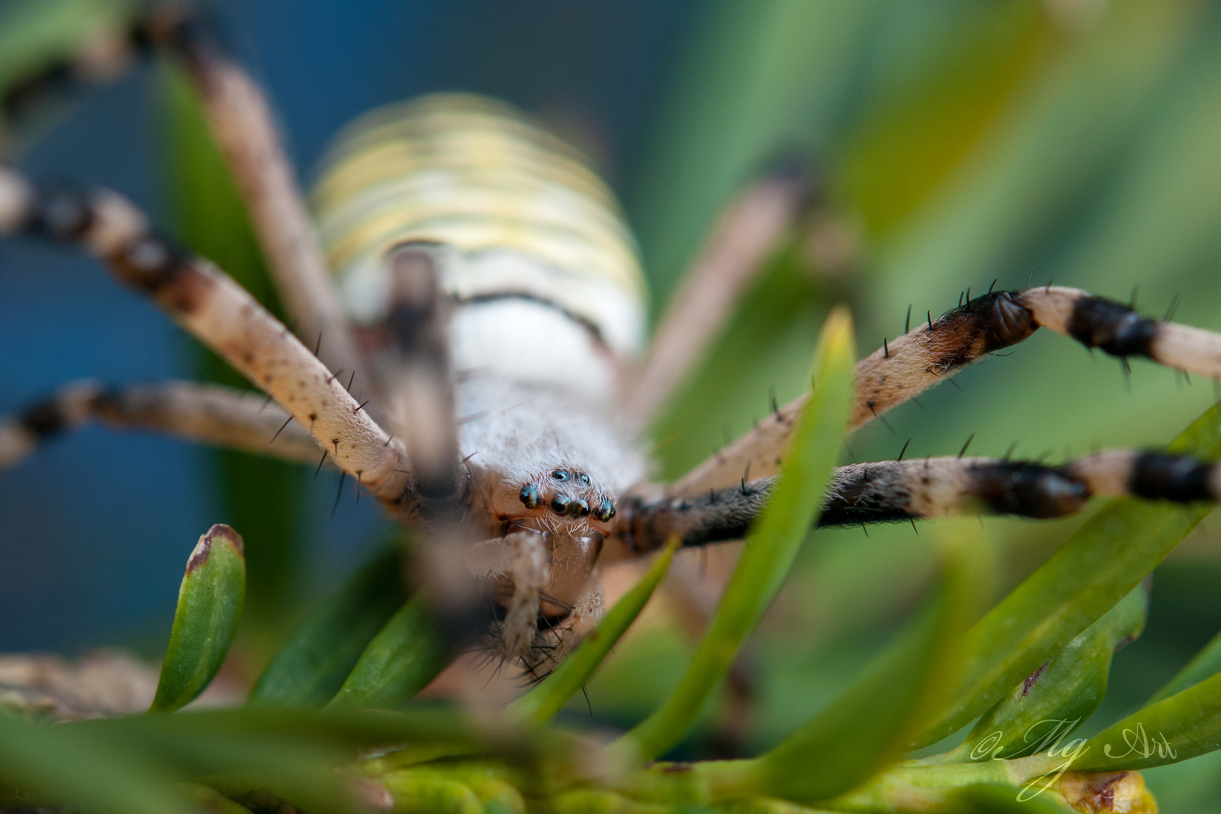 wasp spider