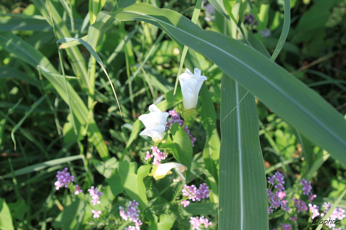 white flowers