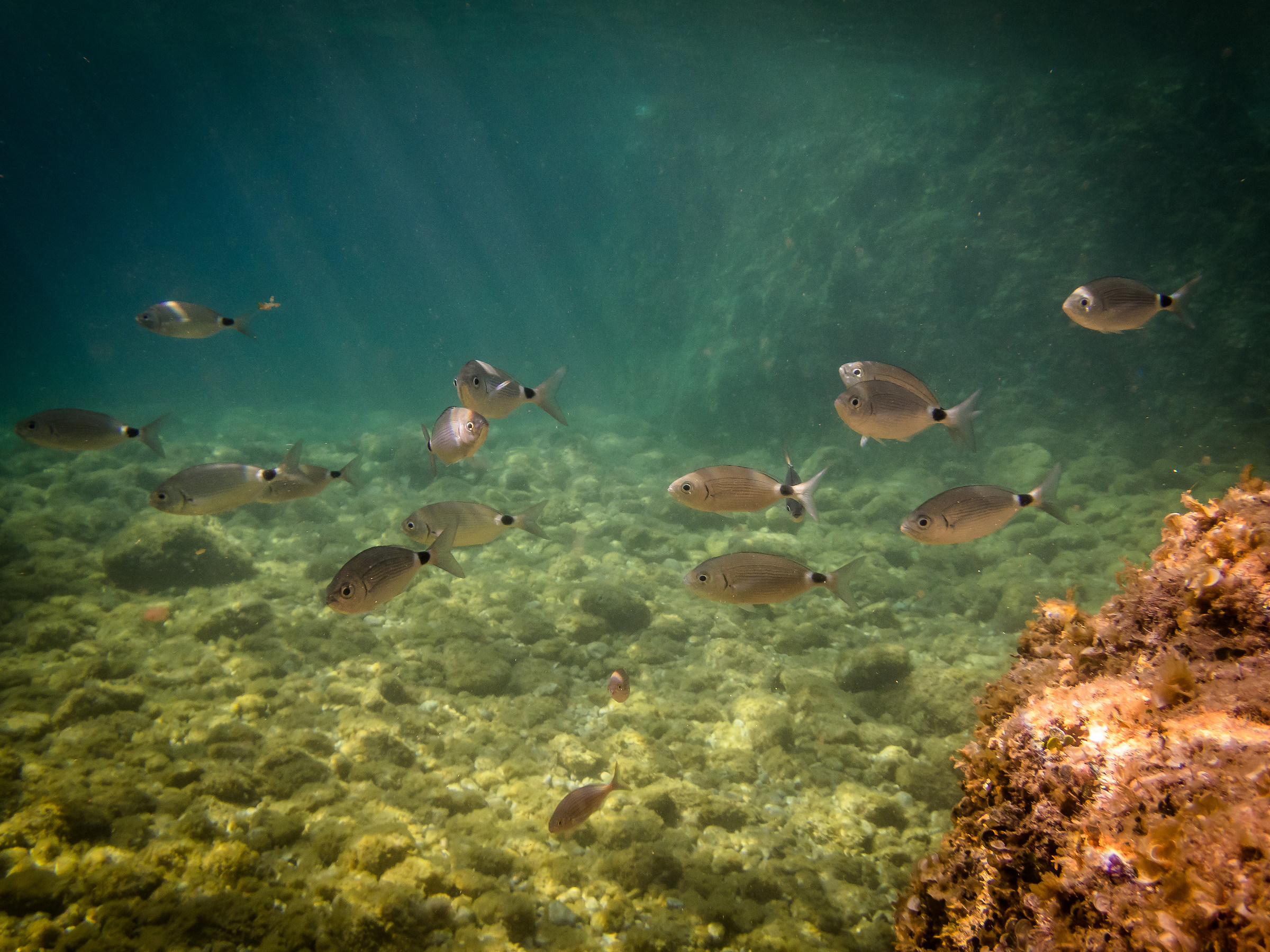 Snorkeling - Punta Marlera