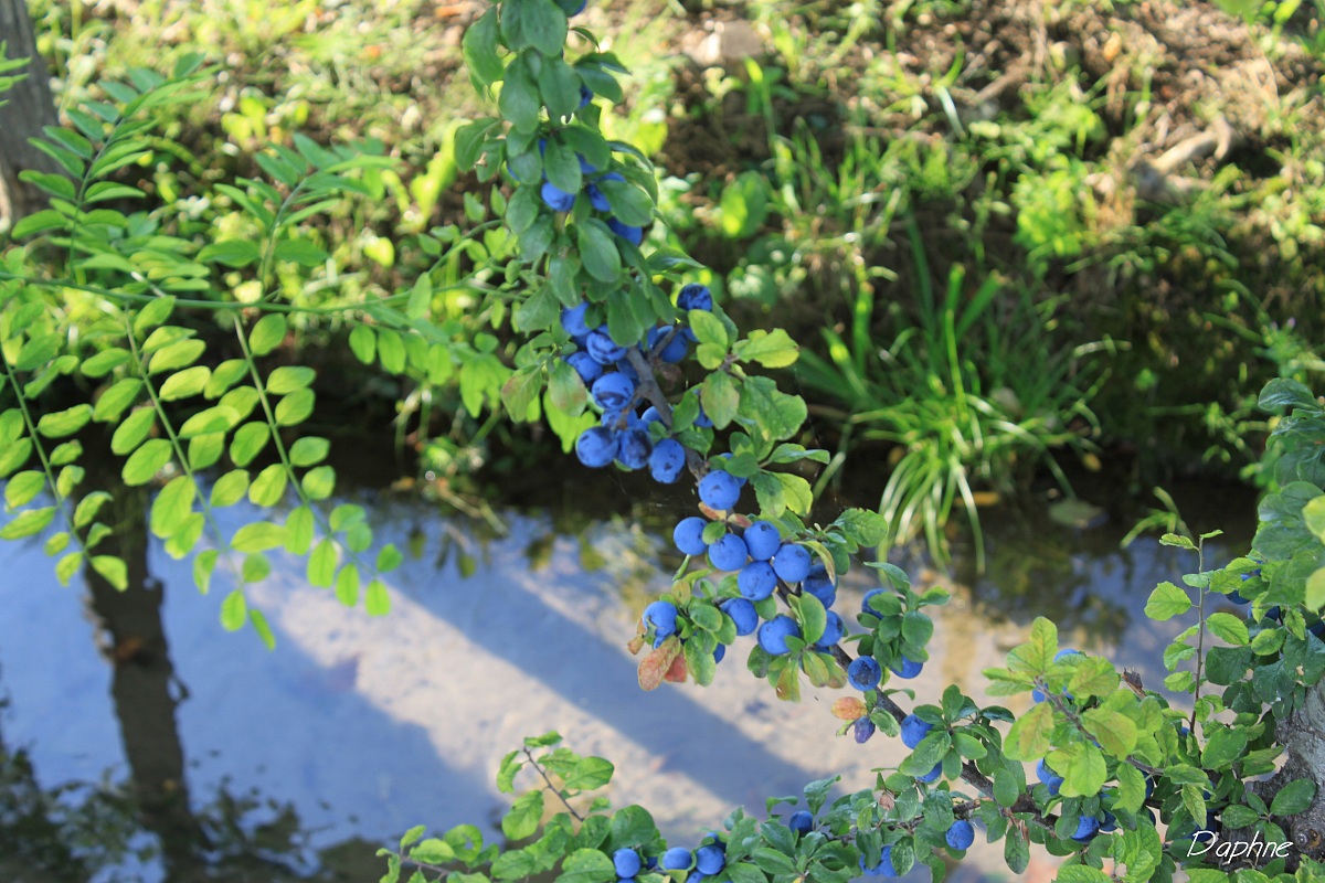 blue berries