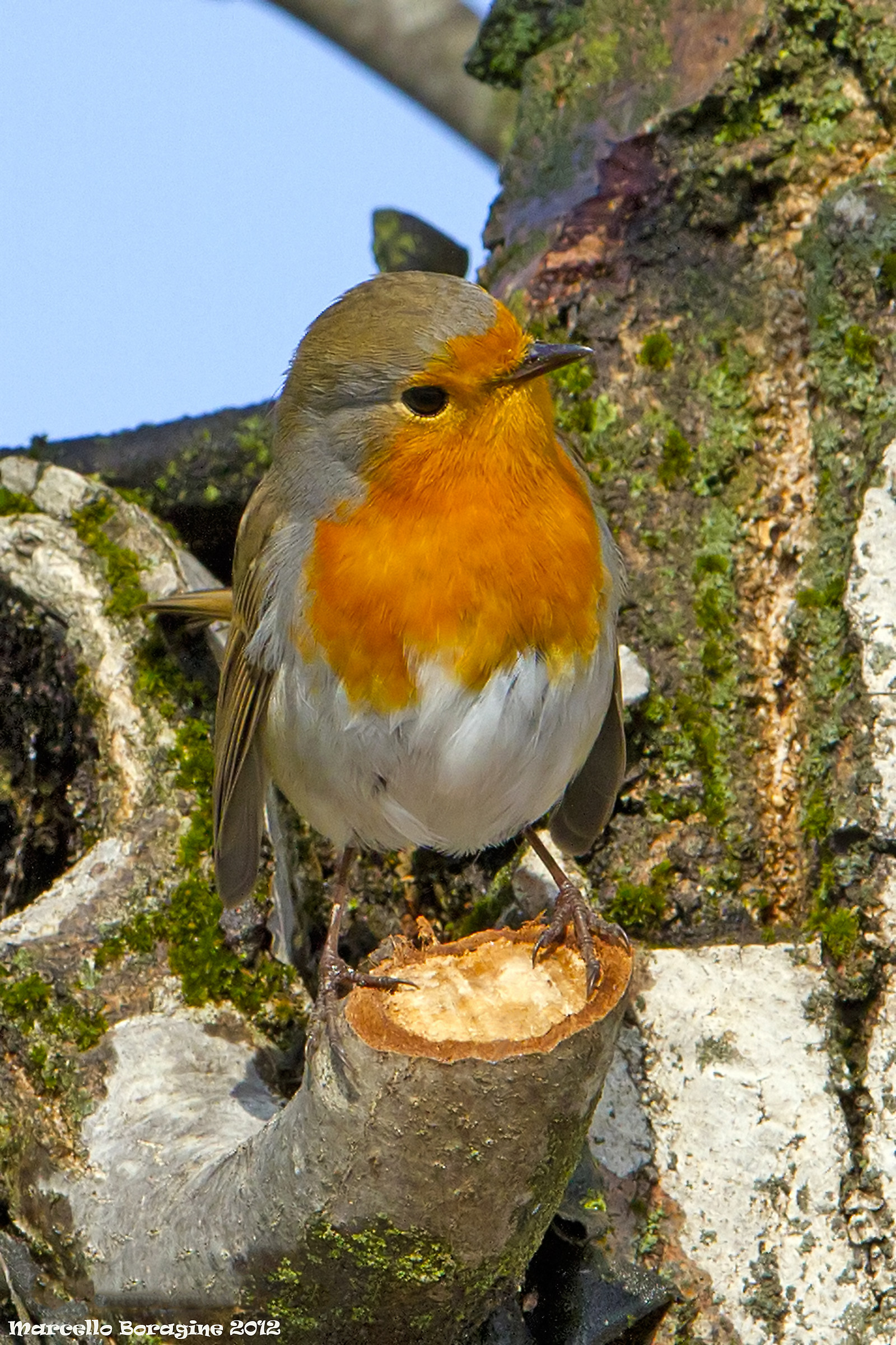 Erithacus rubecula (Linnaeus, 1758) Pettirosso
