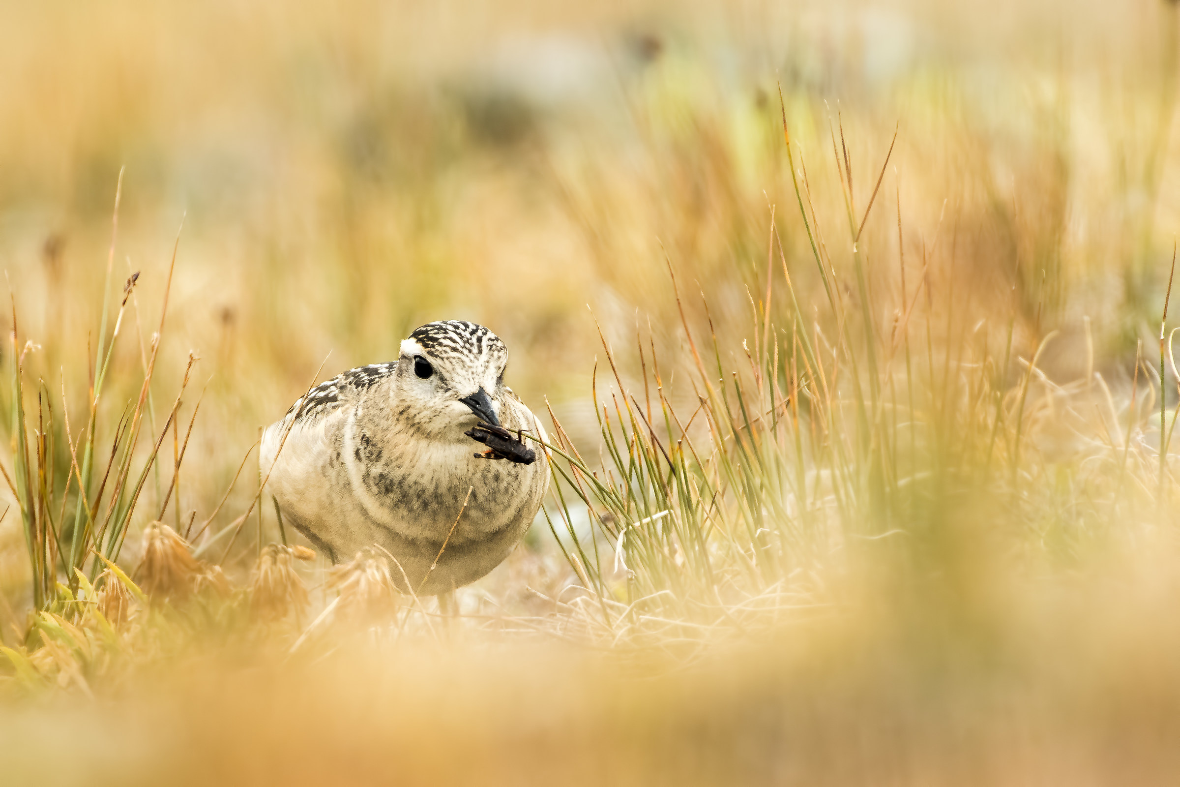 Pizzer and grasshopper