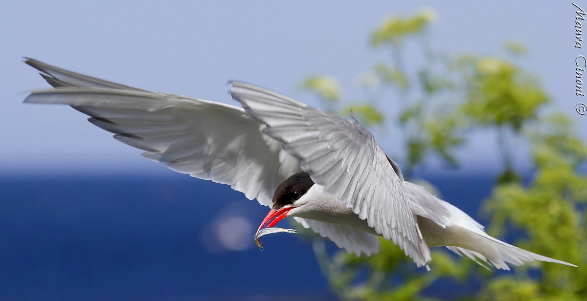 Sterna Arctic with Preda