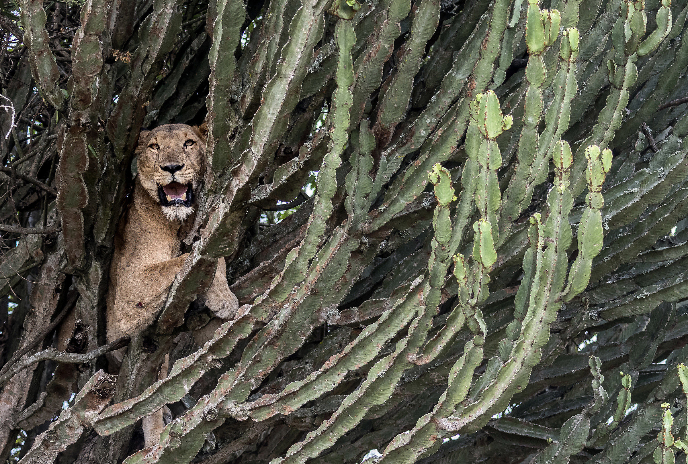 Climber lions - Uganda