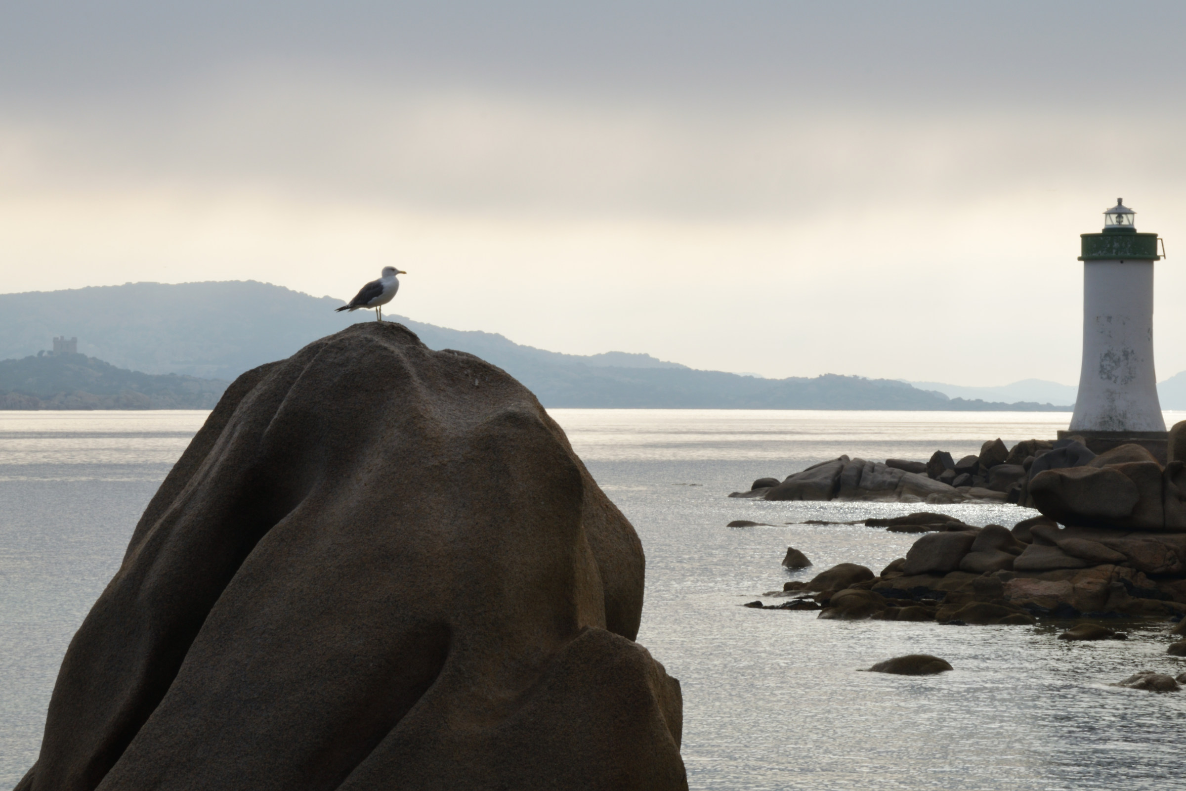 The "gull" of the Faro