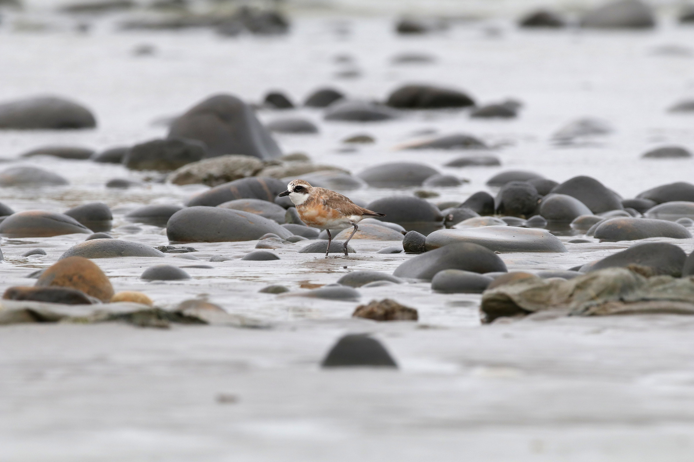 Lesser Sand-Plover