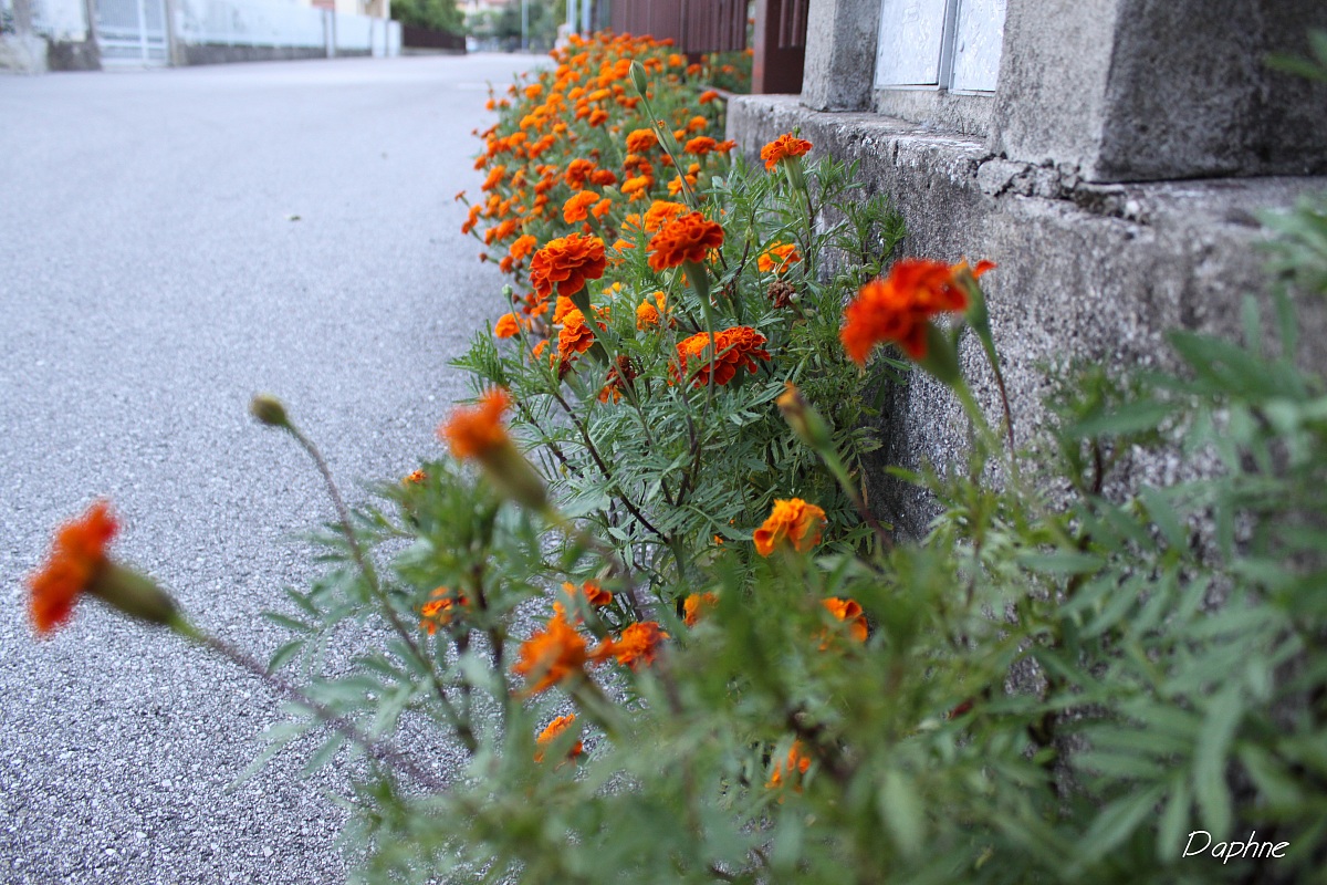 punti di arancio
