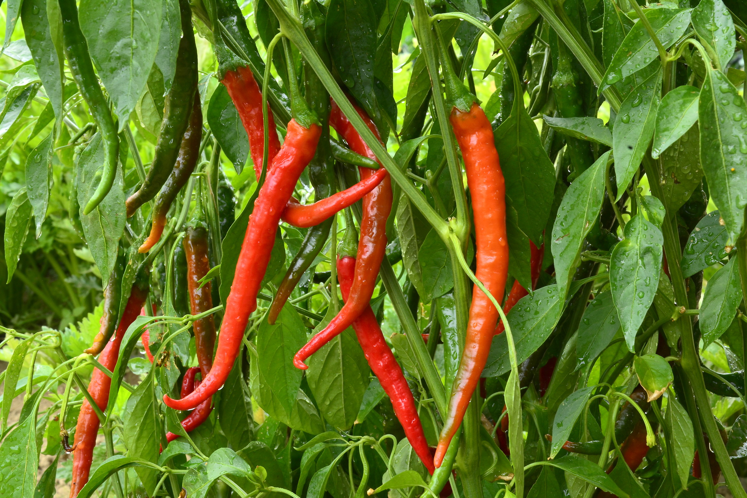 peperoncini cayenne