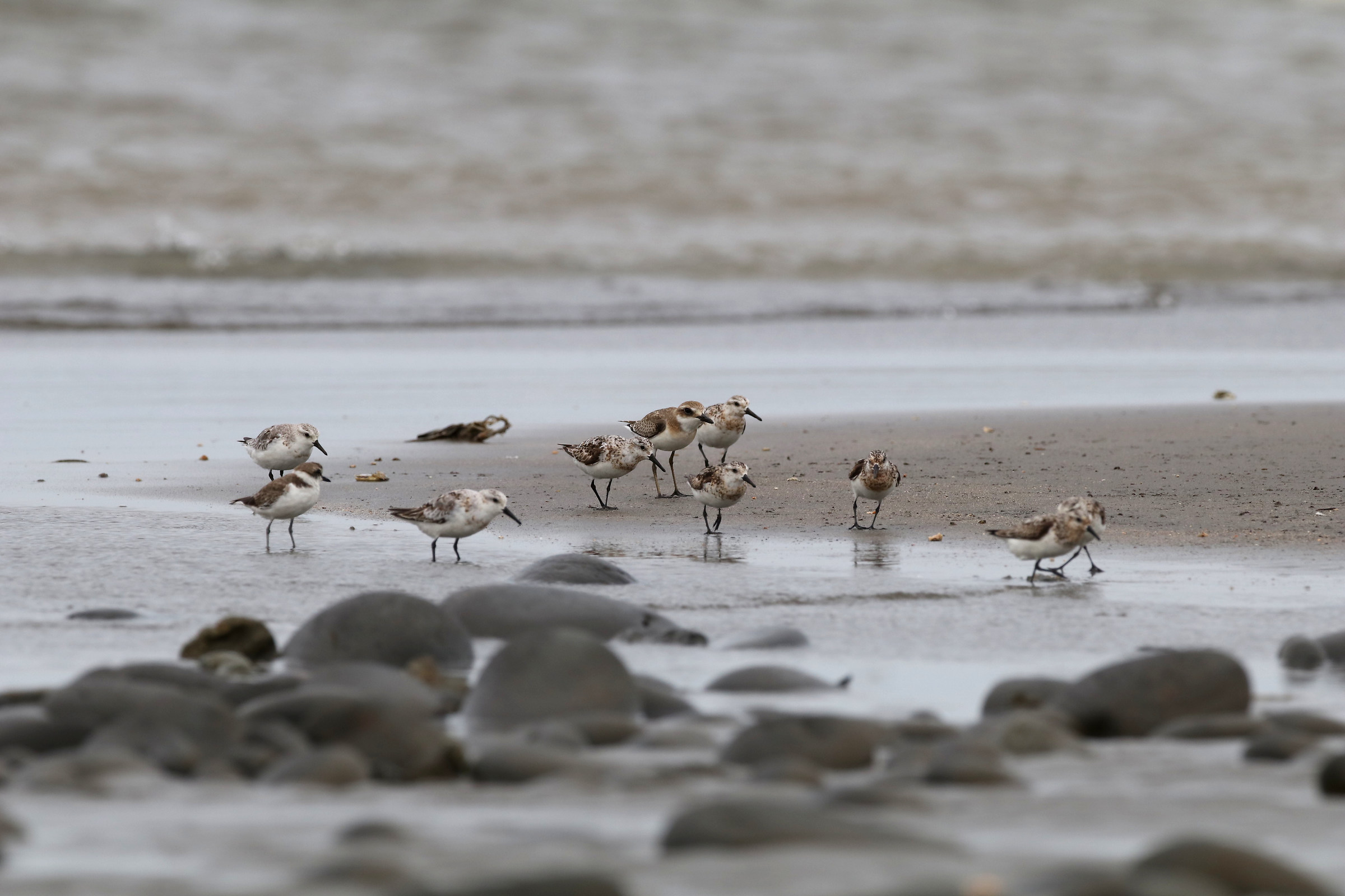 Great Sand-Plover and Sanderling
