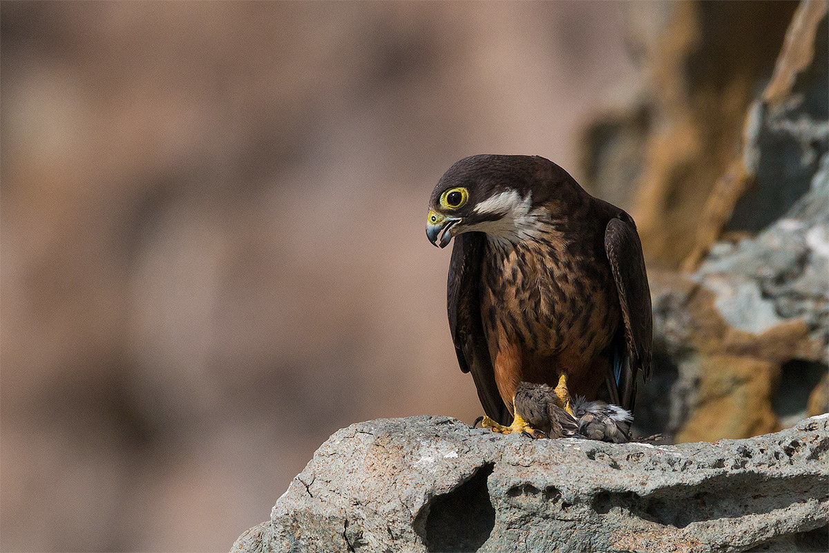 Queen Falcon / Eleonora's Falcon (Falco Eleonorae)