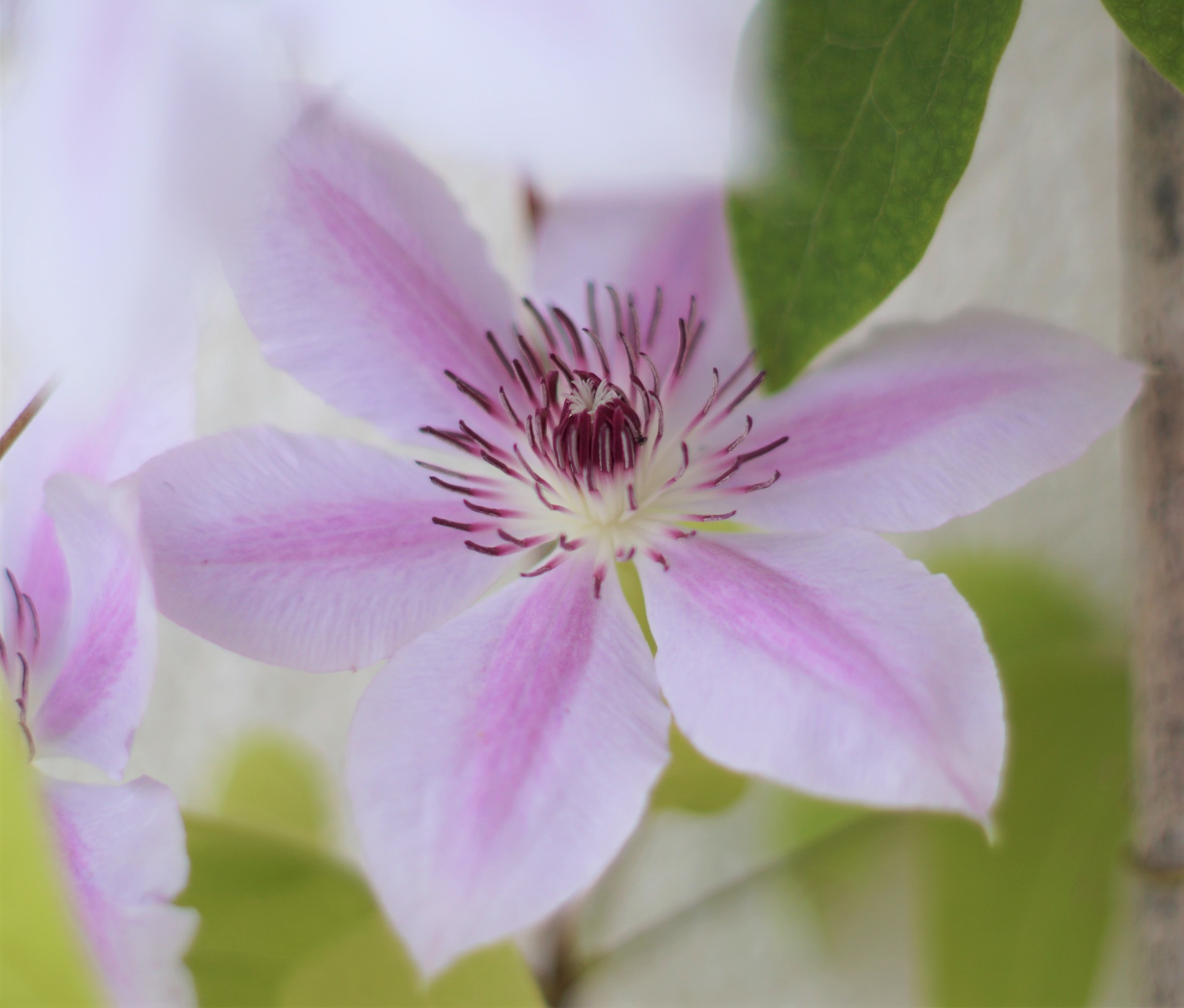 Clematis Nelly Moser