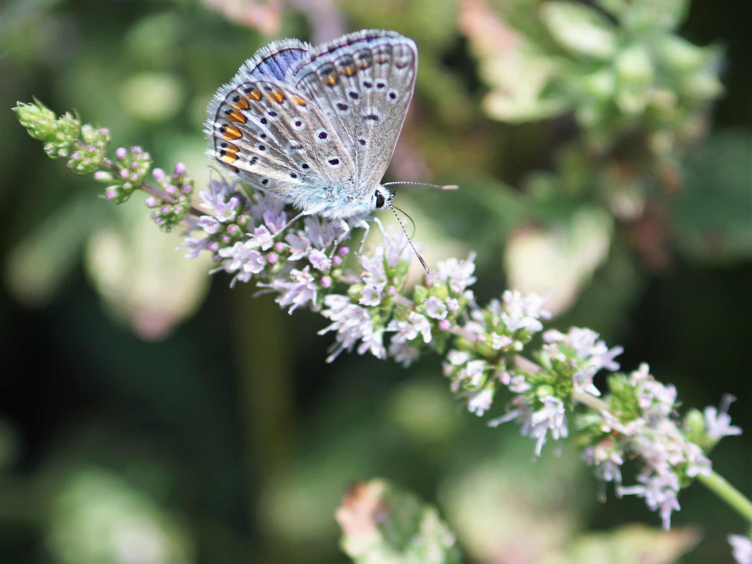 Butterfly likes Mint